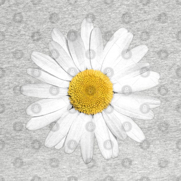 White Marguerite Daisy Flower by FAROSSTUDIO